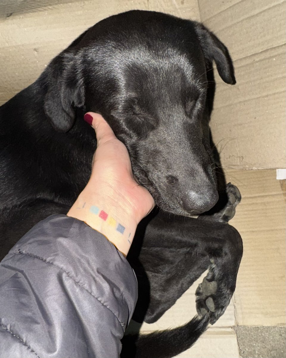 pepit4pistoler4's tweet image. Acabo de encontrar este perro perdido cruzando el palacio
casi lo atropellan como seis autos 
así que por inercia lo subí al auto
no me lo puedo quedar
ya le di comida y agua y no para de temblar, es muy muy mimoso

 ¿Alguien que se lo pueda quedar o darle transitorio?