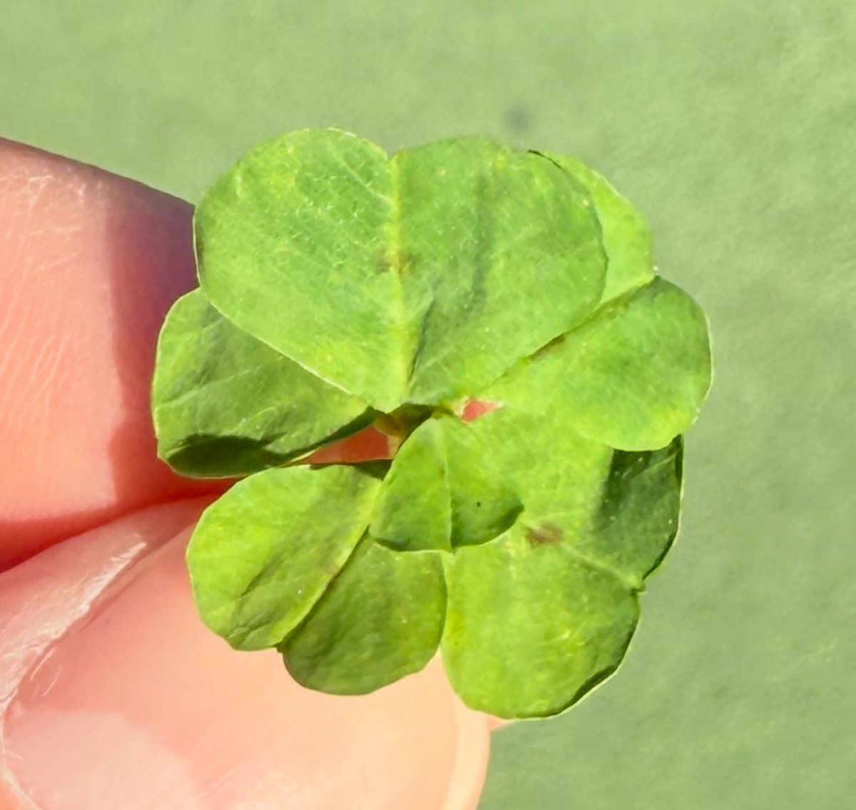 leahculver's tweet image. Today at the playground my two year old son found a SIX leaf clover.

SIX LEAF!!

How many hours of my childhood did I spend looking for just one 4 leaf clover?!