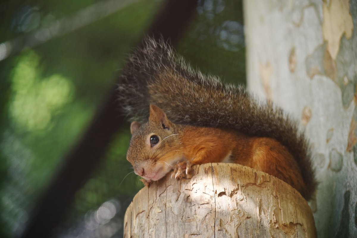 おはようございます。
今朝の動物たちの様子をお届けします。

#ニホンリス 
#朝の上野動物園