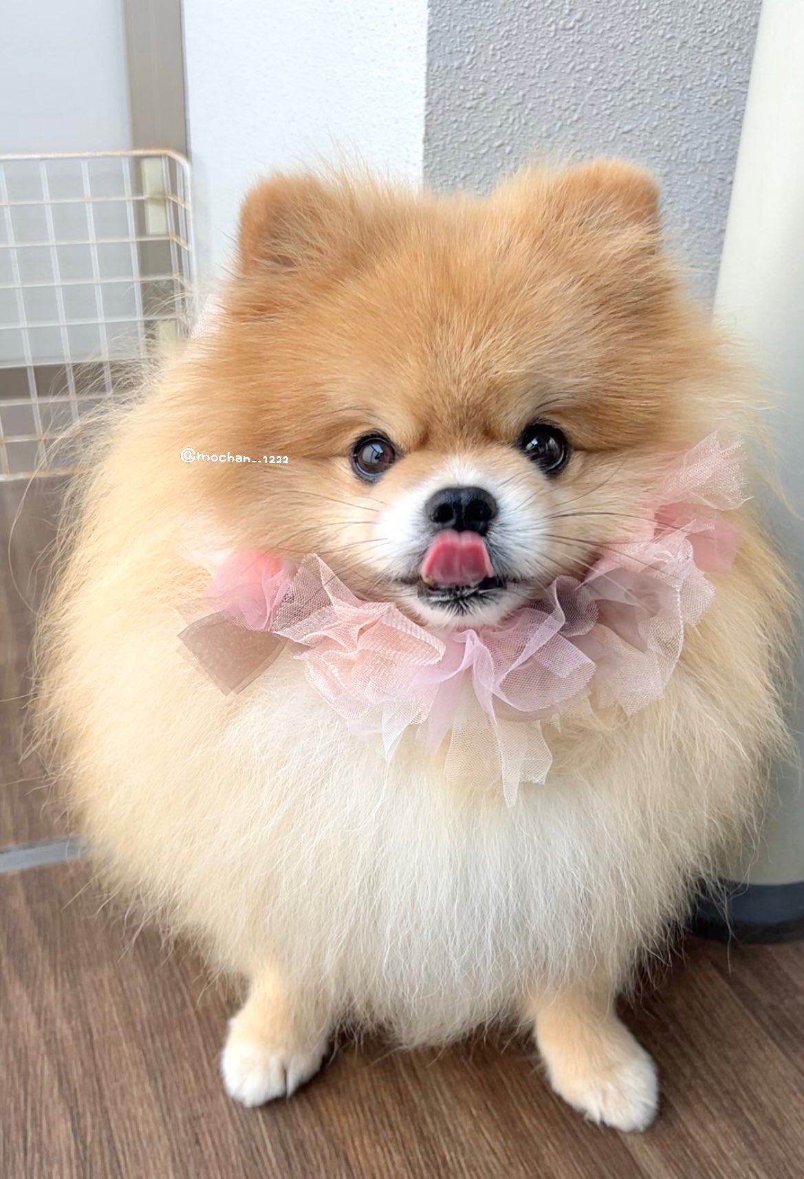 ⭐︎専用⭐︎ ポメラニアンの足様 もちゃん🐶🍮ポメラニアン on X: 