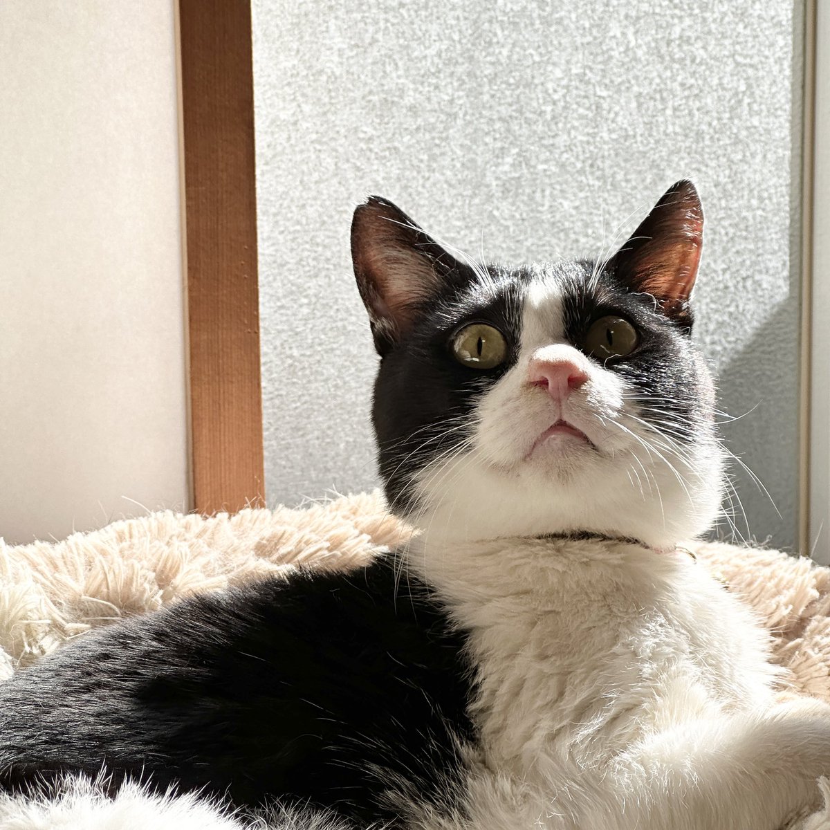 おはようございます(='ᆺ'=)

容赦なく
　飼い主起こした
　　日曜日

きお🐾

nyalista.base.shop

#猫 #猫のいる暮らし #猫好きさんと繋がりたい #猫耳 #ネコミミコーヒーフィルター #ニャリスタ #コーヒー #カフェ