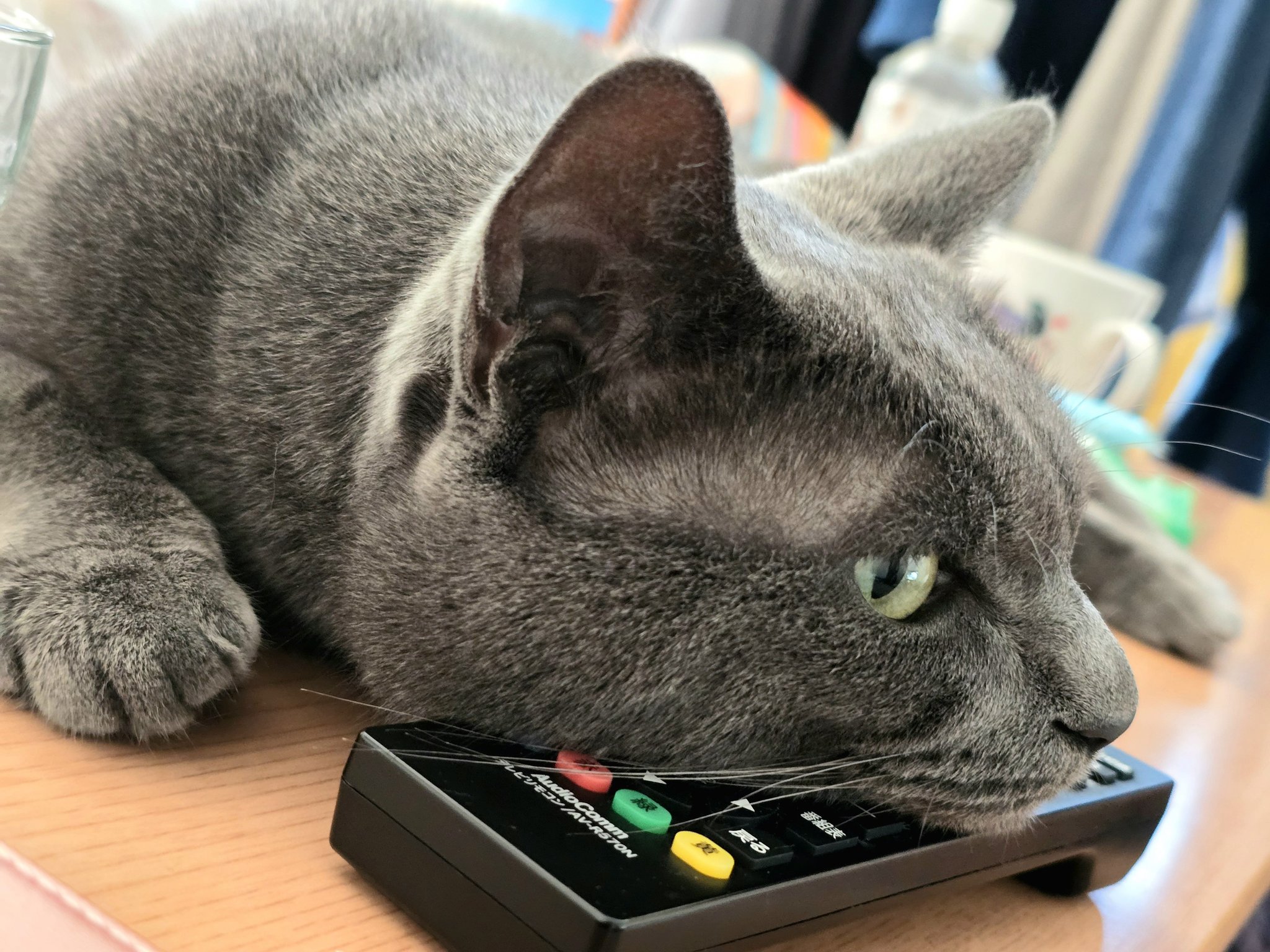 📌雅猫📌 on X: 