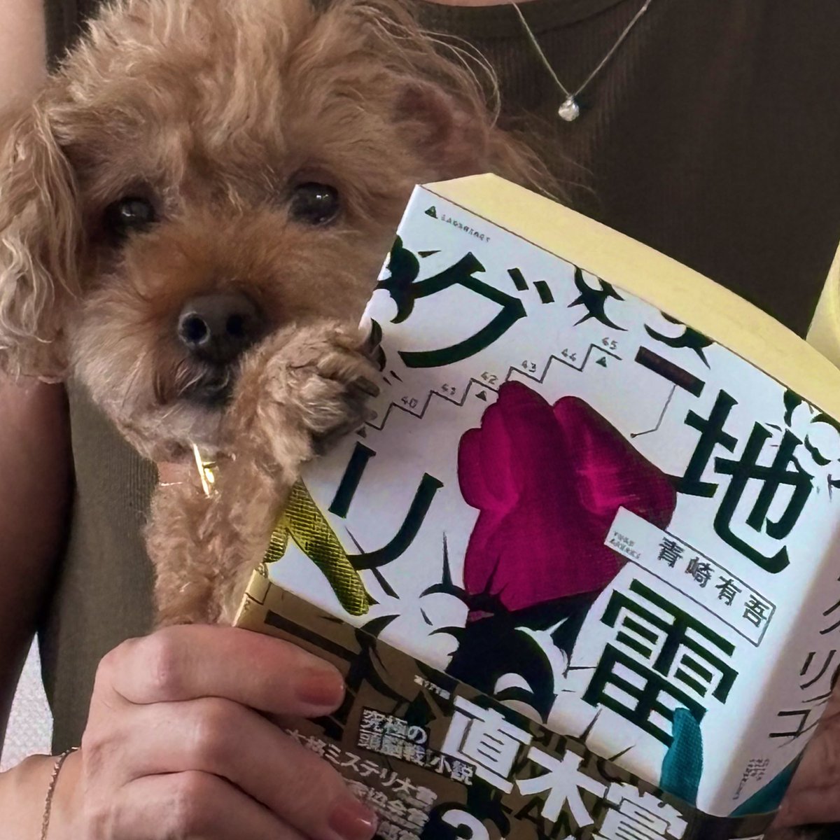 rua_style's tweet photo. 𝔾𝕠𝕠𝕕 𝕄𝕠𝕣𝕟𝕚𝕟𝕘 ☀︎*.｡
本📔からひょっこり🤣🤍🫧
可愛すぎるᐡ⸝⸝>  ̫ <⸝⸝ᐡ🐾🩷
#トイプードル  #トイプードルの男の子 
 #いぬとの暮らし  #いぬのきもち  #犬がいる幸せ  #犬との暮らし  #犬のいる生活  #いぬのいる暮らし  #犬好きさんと繋がりたい  #犬のいる幸せ #dog  #강아지 https://t.co/8xsWT435uD