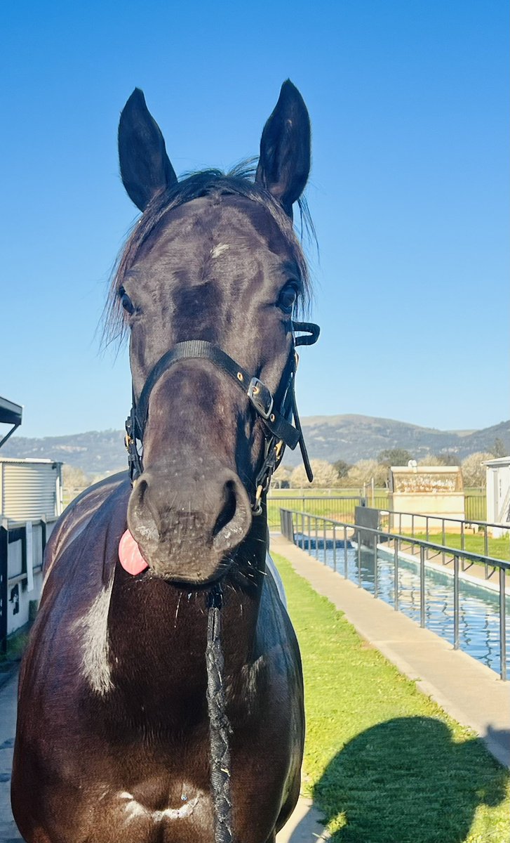 Melody Again doing what she loves, standing and staring with tongue out the side #kosciuszko 🏔️