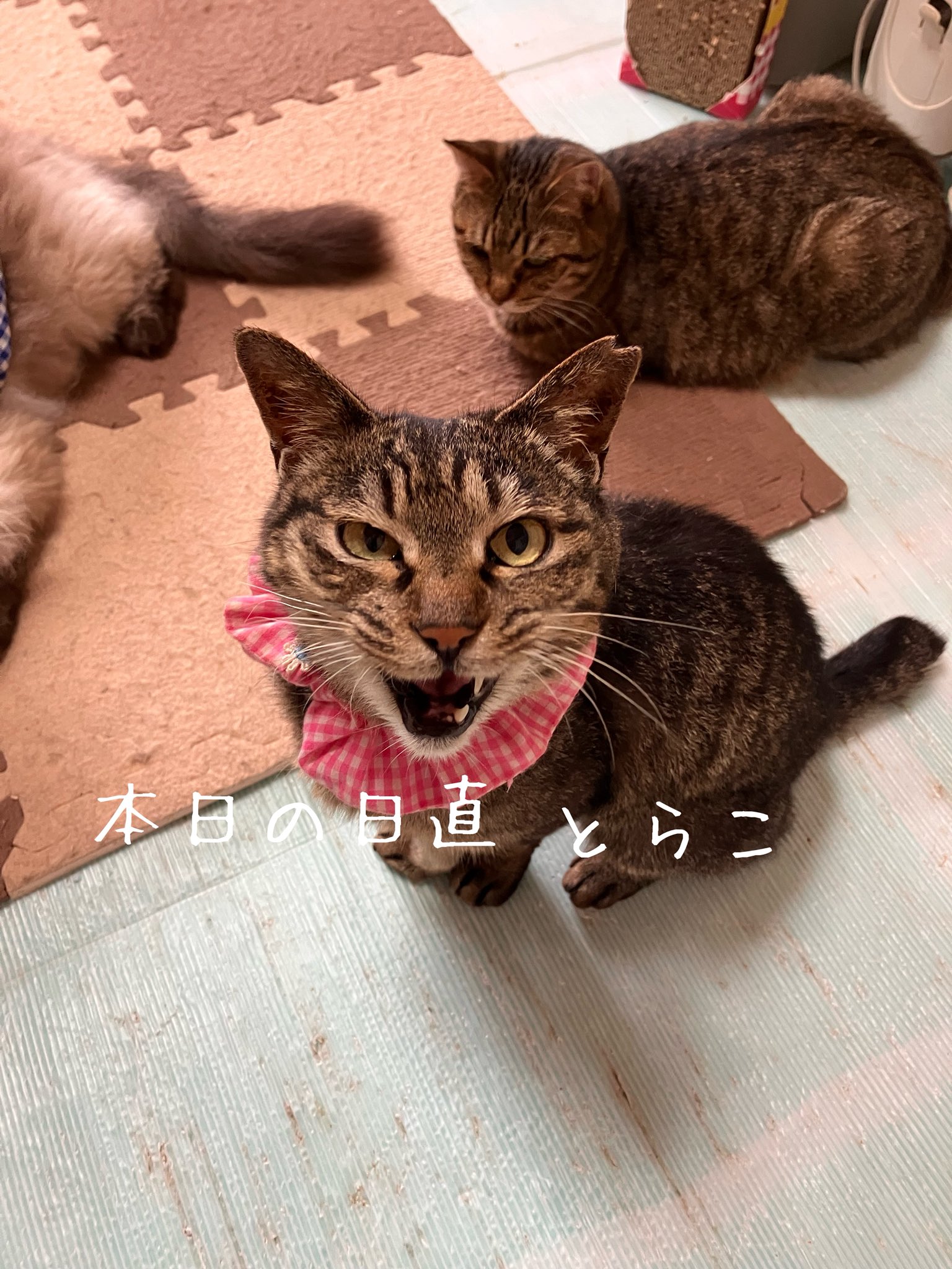上野ここ　ねこたまご　白猫 ねこたまご - Search / X