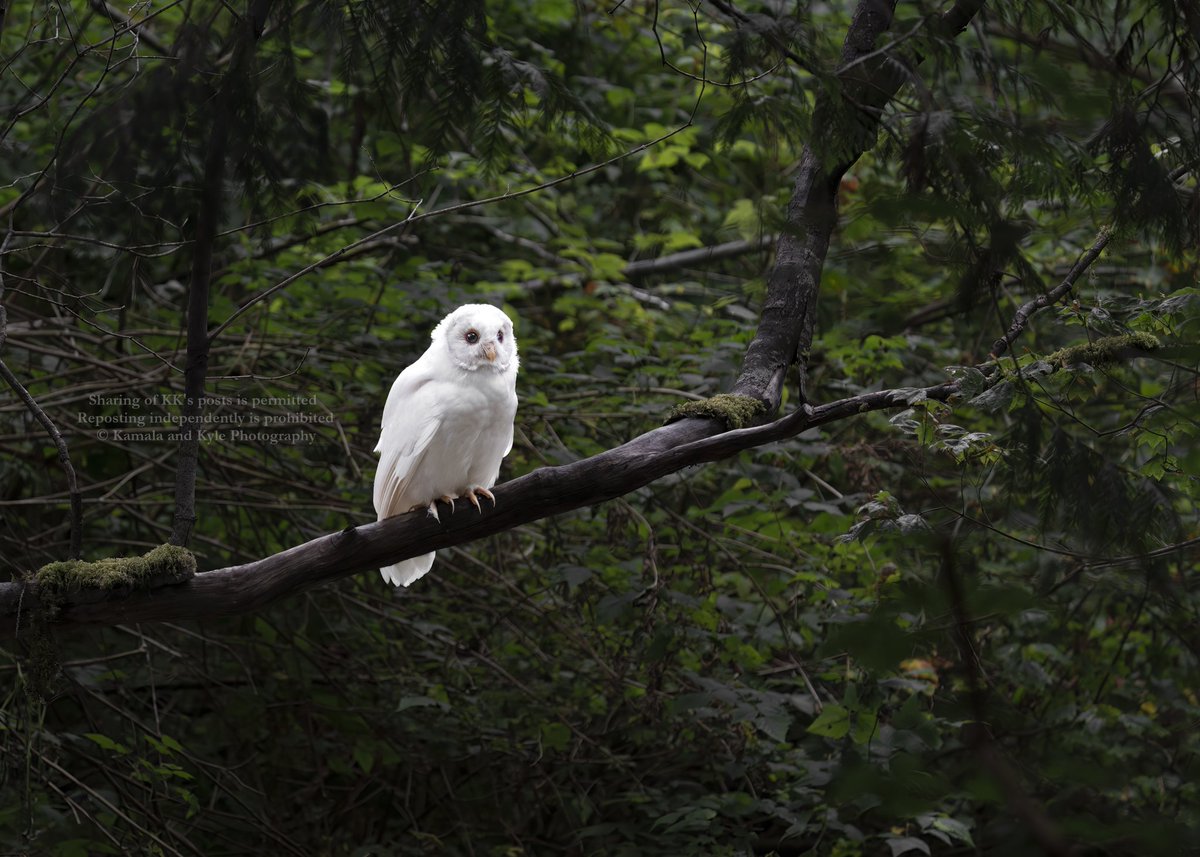 Toothpaste name haters... is Moonshine a good enough name for this Albino Barred Owl? 😅

#2026Calendar #BarredOwl #BarredOwls #StrixVaria #AlbinoBarredOwl #WhiteBarredOwl #LeucisticBarredOwl #AlbinoOwl #AlbinoOwls #LeucisticOwl #LeucisticOwls #SpiritAnimal #Albino #Leucistic