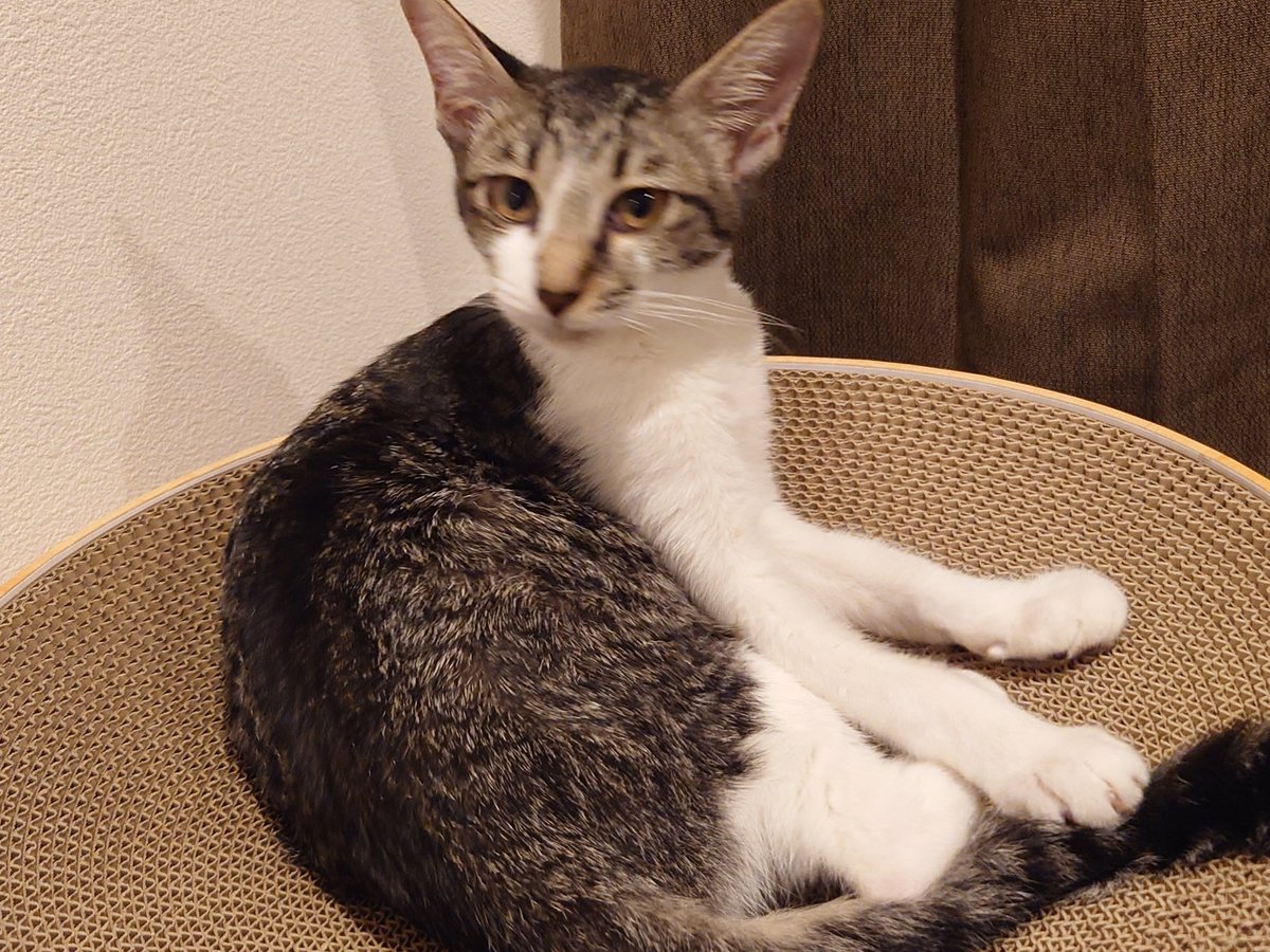 猫奴隷始めました。

#保護猫
#サバトラ