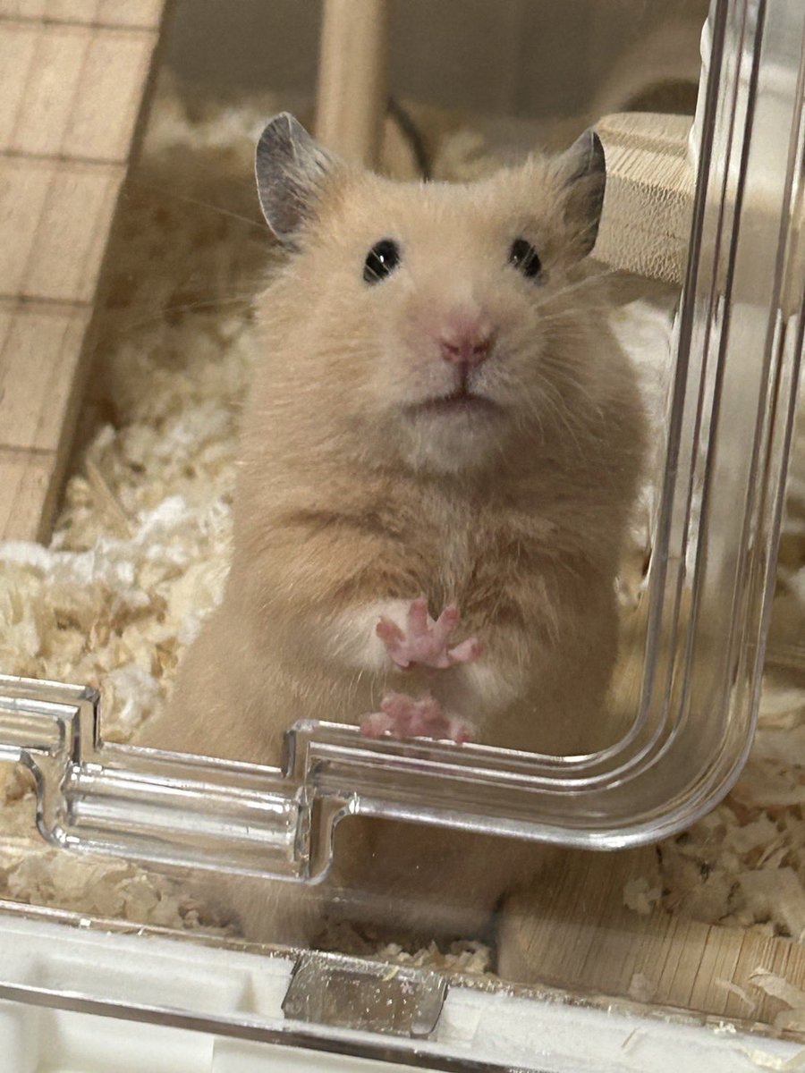 ayax1019's tweet photo. 6月からお迎えしたキンクマハムスターの【⠀ポッケ】くん🐹

可愛すぎて🤦‍♀️💓💓 https://t.co/Bsqe6xRaJ6