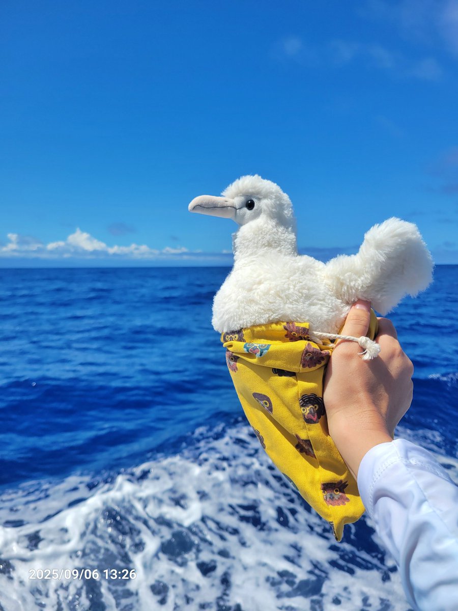 海と鳥 2024年5月11日(土) 大磯照ヶ崎海岸の野鳥観察記録 by HIKARI
