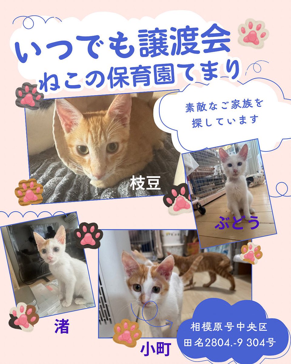 (ΦωΦ)双子のにゃんにゃん♥猫♥里親様募集♥ズタボロにゃん　猫 ΦωΦ)双子のにゃんにゃん♥猫♥里親様募集♥ズタボロにゃん 猫