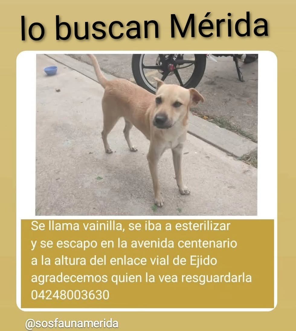 Se busca en Mérida Venezuela