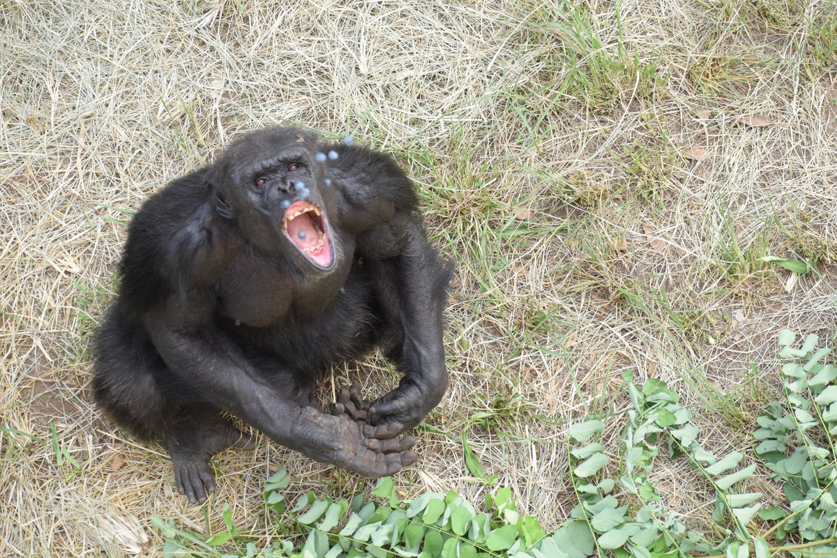 ⭐︎チンパンジー⭐︎ HANSA（ぬいぐるみ） BH1759 チンパンジー HANSA ちんぱんじー