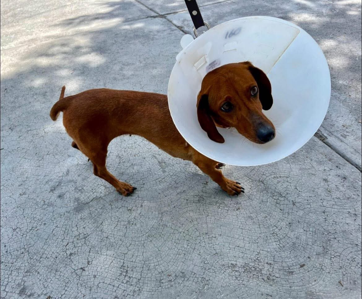 Les presentamos a Lina🤎
La rescatamos hace unas semanas, vivía en condiciones feas, la tenían llena de pulgas y parásitos. Tuvo distemper, presenta espasmos mioclónicos. 
Está hospedada en la clínica veterinaria pues no pudimos ingresarla al cuartel debido a los parásitos, por