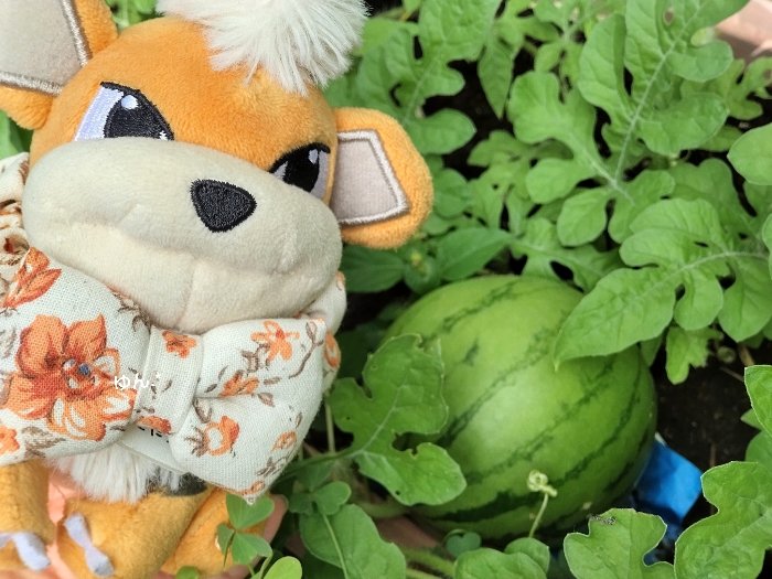 今年最後のスイカはこんなに小さいスイカでした😂
かわいい笑
#ポケモンfit