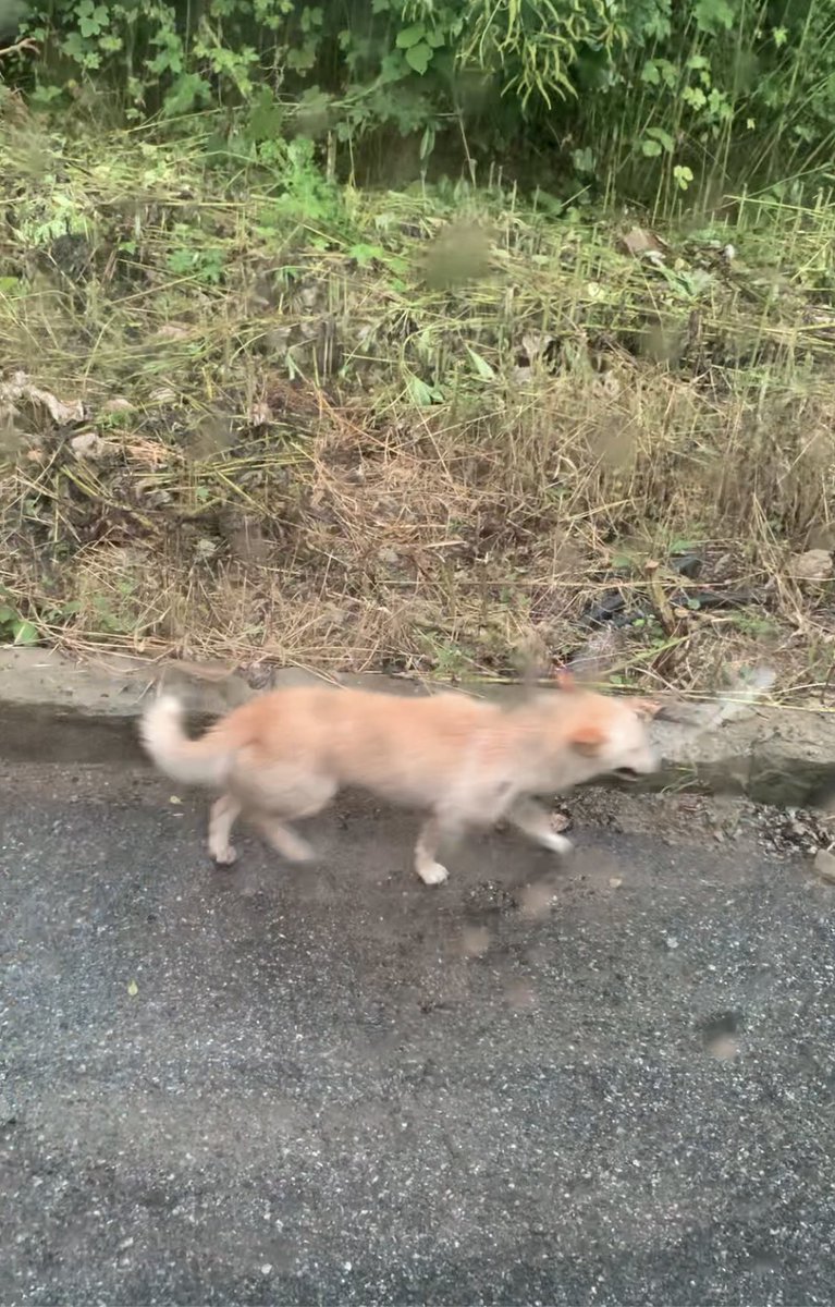nulp_nice's tweet photo. @soonmi_dog https://t.co/OSbGhJ1k2Q