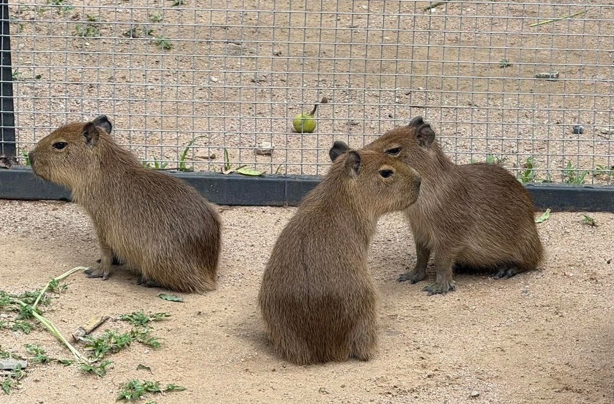 มา3 เรียก "กิง + ก่อง + แก้ว"