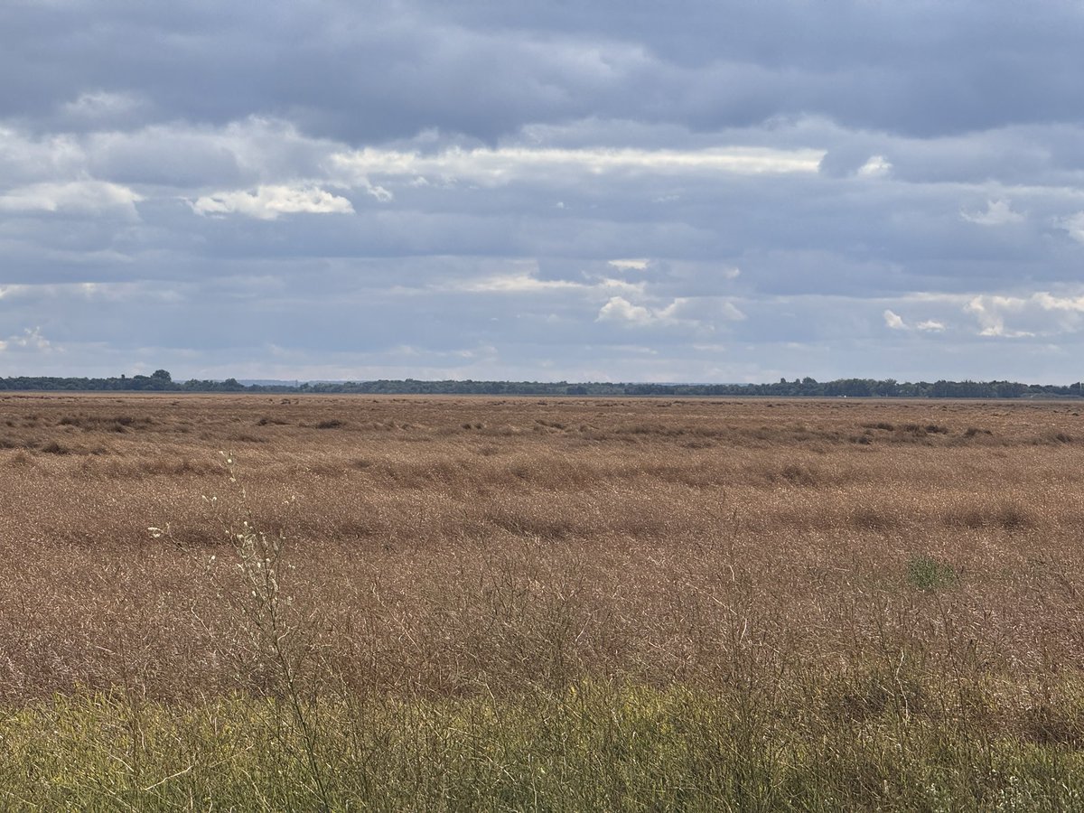 Harry Siemens tweet media