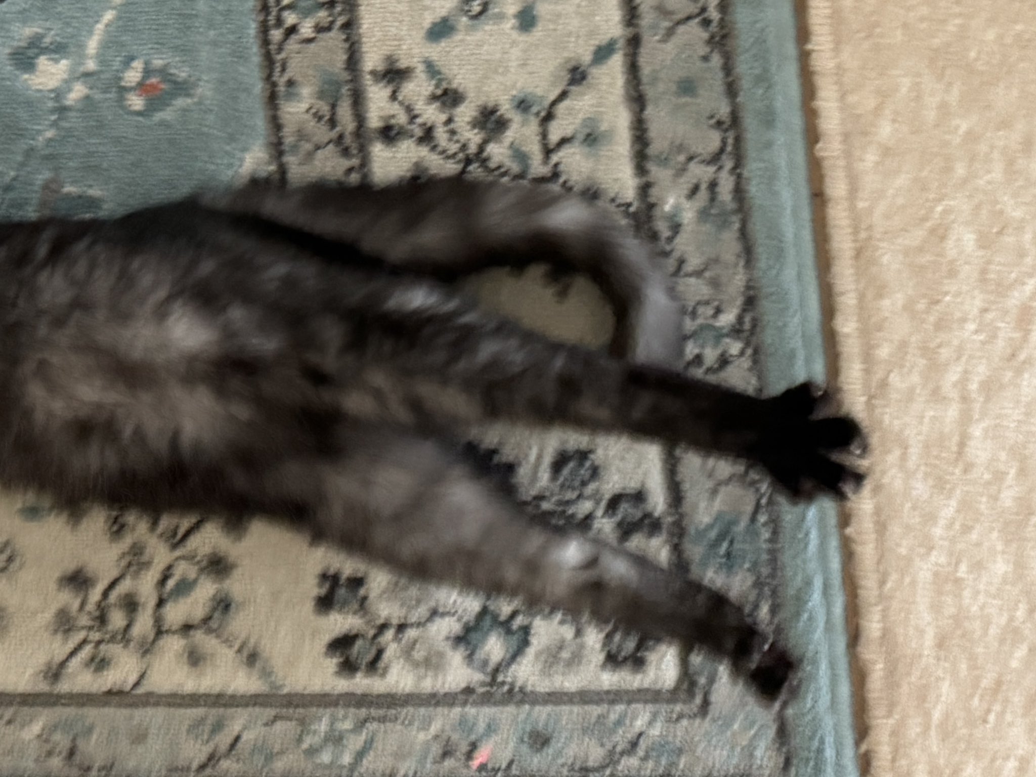 ネコ 2749877 2749872 Fuse for Cat Machine - 274-9877 274-9872