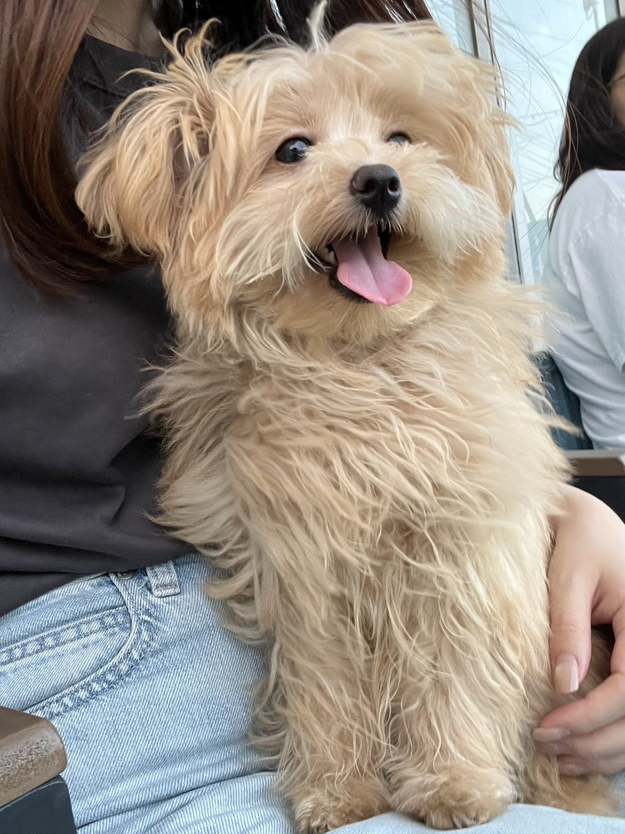 mochikome41928's tweet image. 安全地帯で姉イッヌが遊んでるのを眺める妹イッヌ🐶

#ポメプー #pomapoo #MIX犬 
#犬のいる暮らし #犬好きさんと繋がりたい