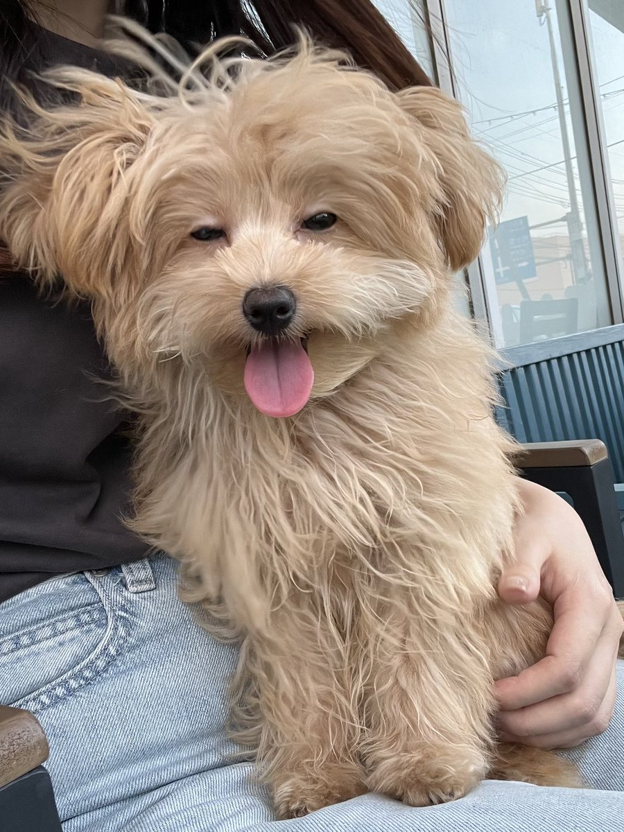 mochikome41928's tweet image. 安全地帯で姉イッヌが遊んでるのを眺める妹イッヌ🐶

#ポメプー #pomapoo #MIX犬 
#犬のいる暮らし #犬好きさんと繋がりたい