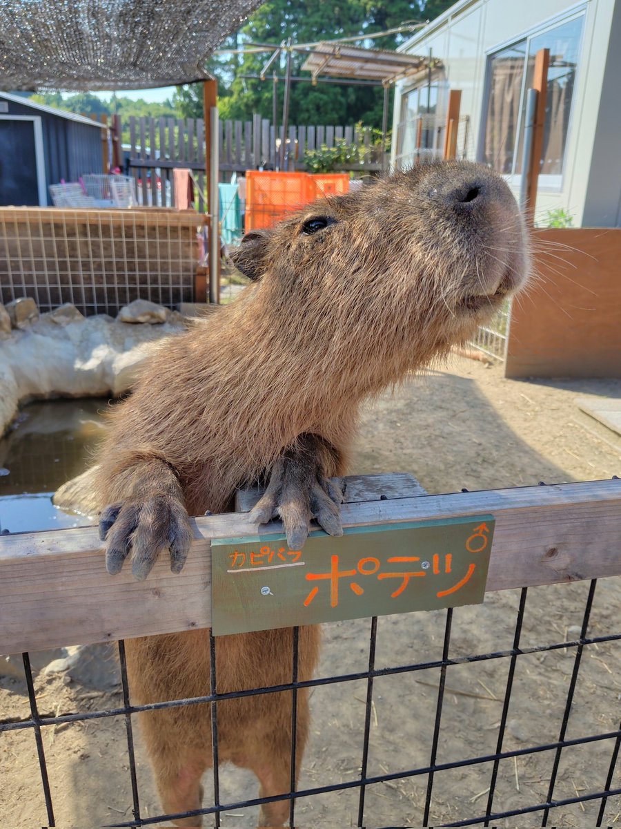 ポテツくんの自己紹介
#カピバラ #ふれあい動物園ANIMA