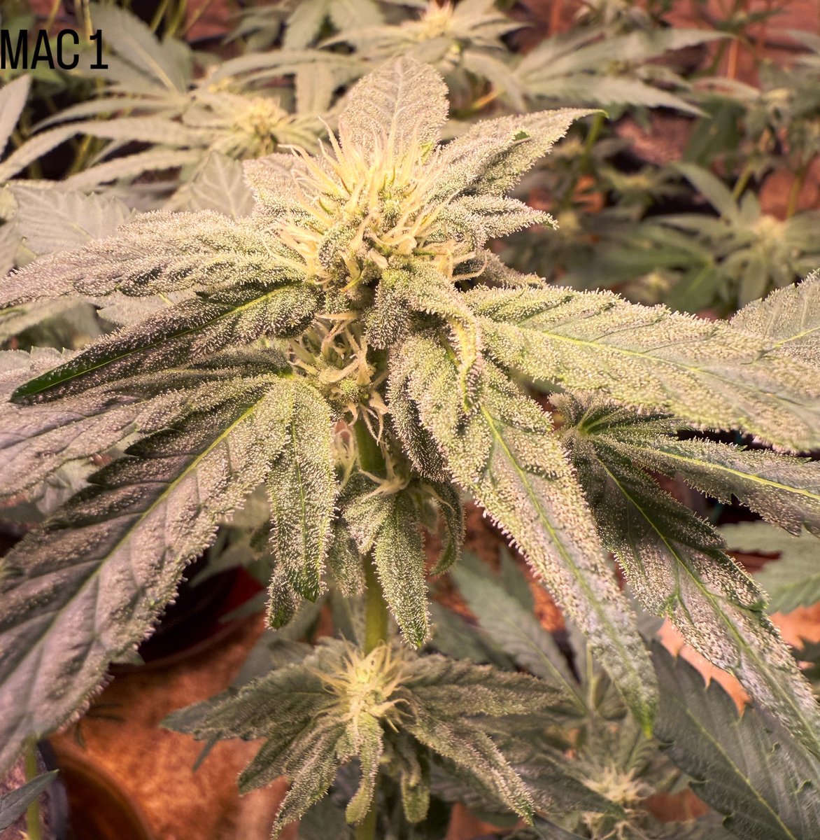 Day 22 of flower. 
<a href="/Capulator1/">Capulator</a>