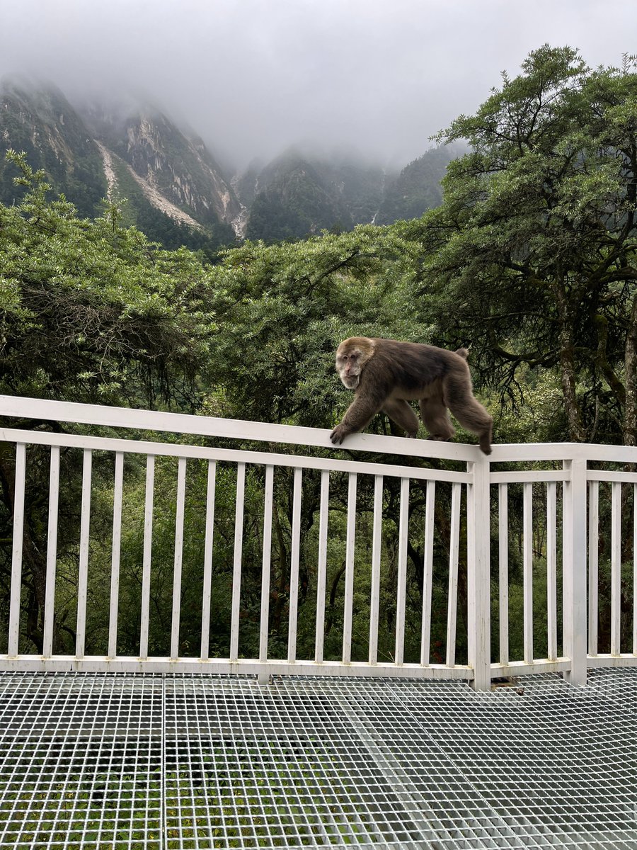 field work at a glacial retreat site #mountain #Hailuogou