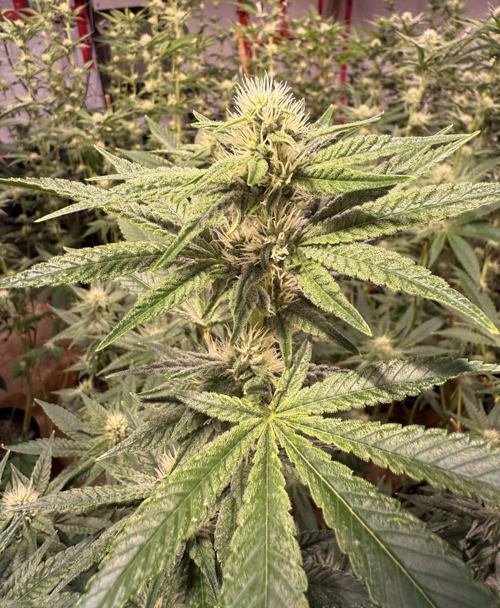 Original Glue aka Gorilla Glue no.4
Day 22 of flower.