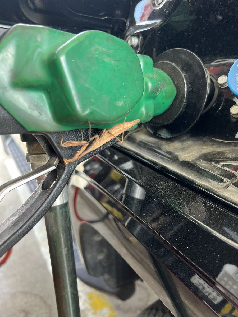 給油をしにスタンドへ
ふと給油ノズルを覗くとなんとカマキリがいました
幸運の象徴、変化や発展、そして未来への前進を促す存在とされていて、古代から縁起の良い生き物、神の使いとして親しまれ、ギリシャ語で「預言者」を意味する言葉から、幸運や良い未来をもたらす拝み虫
最高の一日
感謝