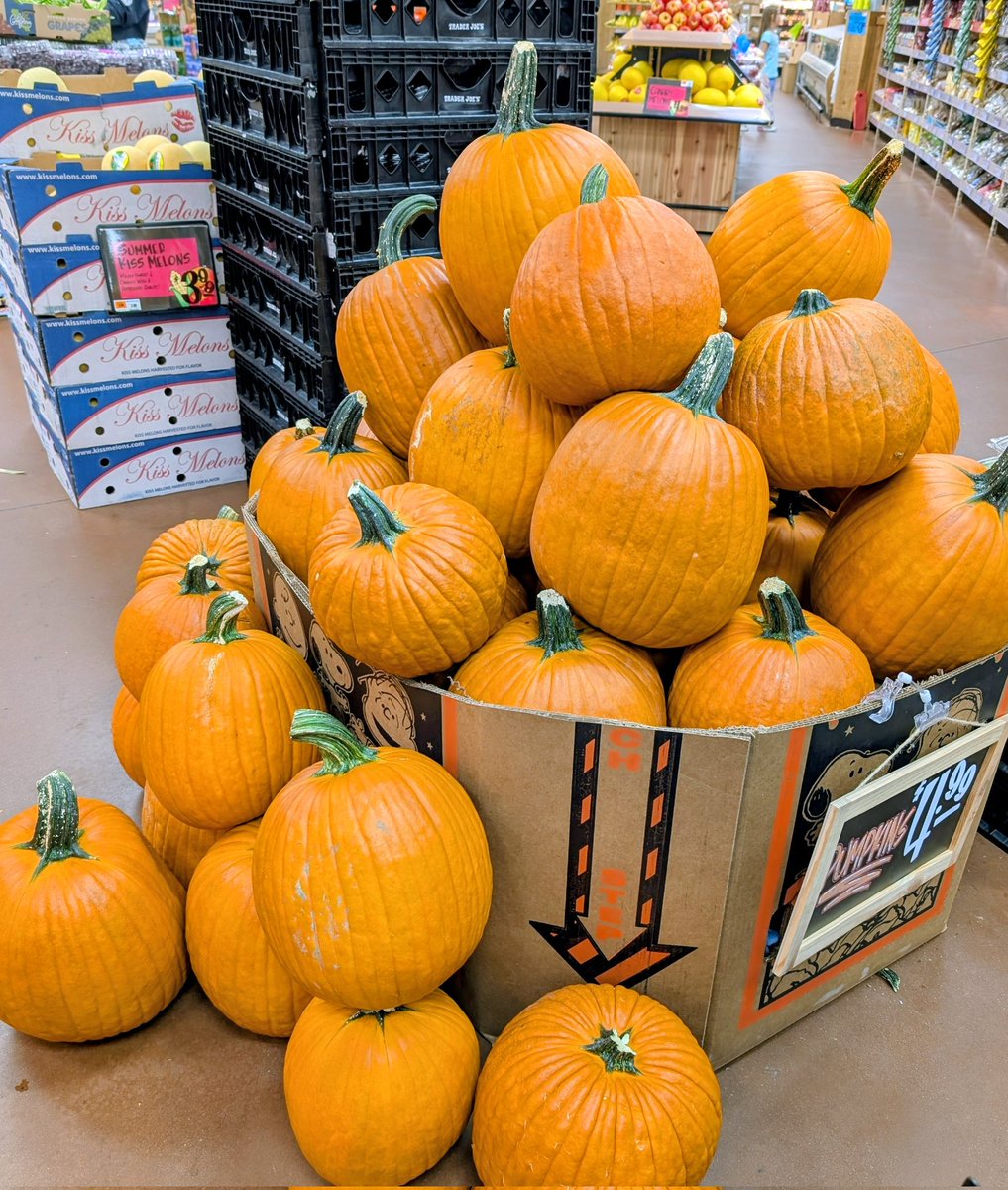 CbearMini's tweet image. スーパーに大きなパンプキンが置いてありました。
まだ夏の続きのような感覚ですが、季節はハロウィンに向かっているようです。