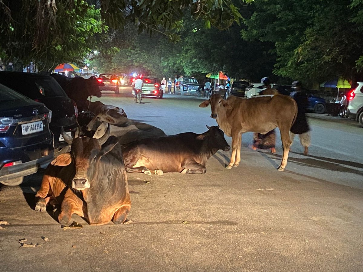 AparnaRaina1010's tweet photo. Kind attn - want to bring your attention to this perennial issue in Noida, Sector 119, 120. We often see cattle sitting &amp; roaming in the middle of road, posing danger to commuters specially car drivers.  
@dmgbnagar 
@PankajSinghBJP @CeoNoida @noida_authority @119_gaur https://t.co/DAulJhL1bA