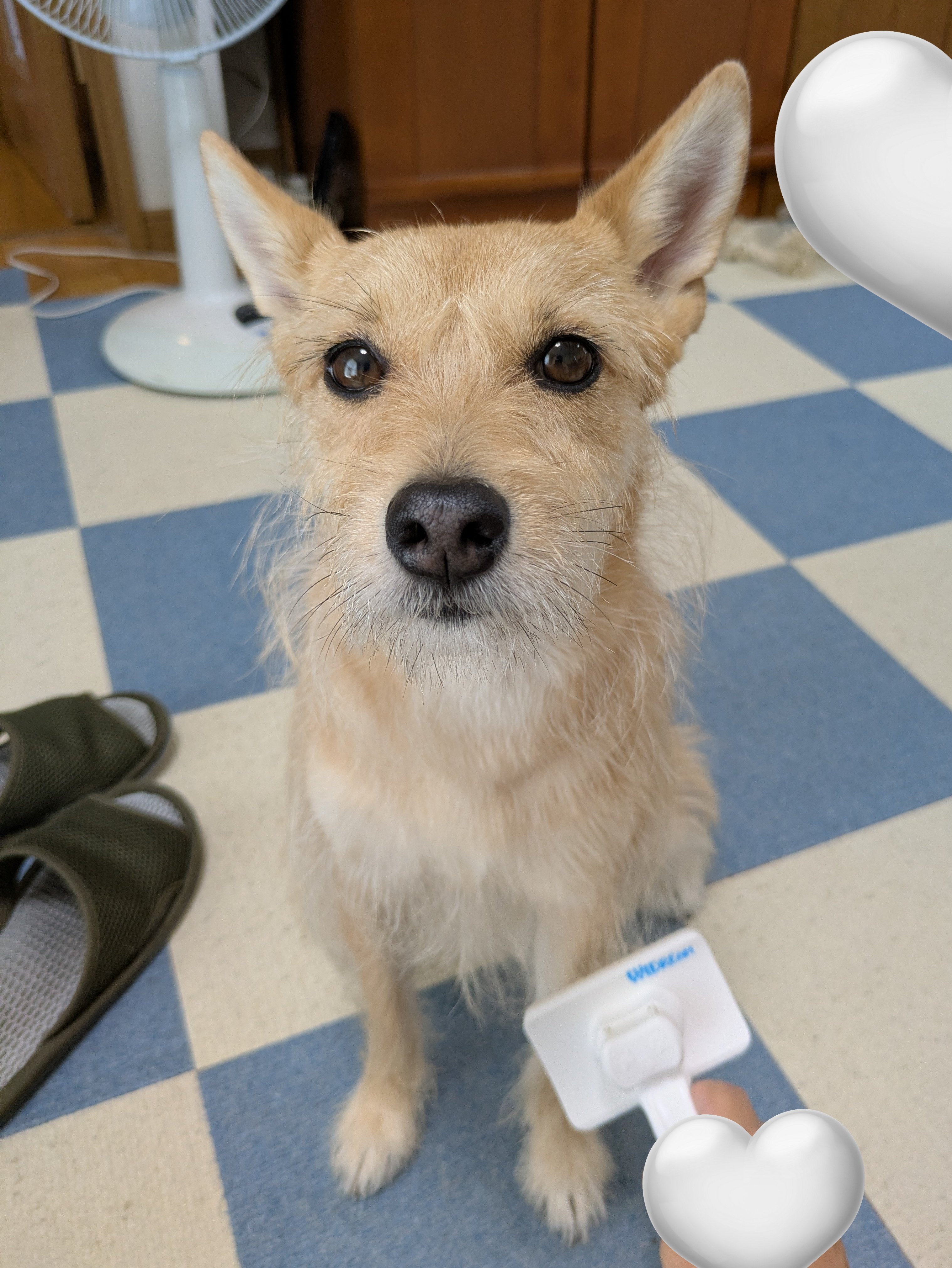 @犬 犬服 ハーネス 胴輪[品番：NX000005684]｜K-city（ケイシティ