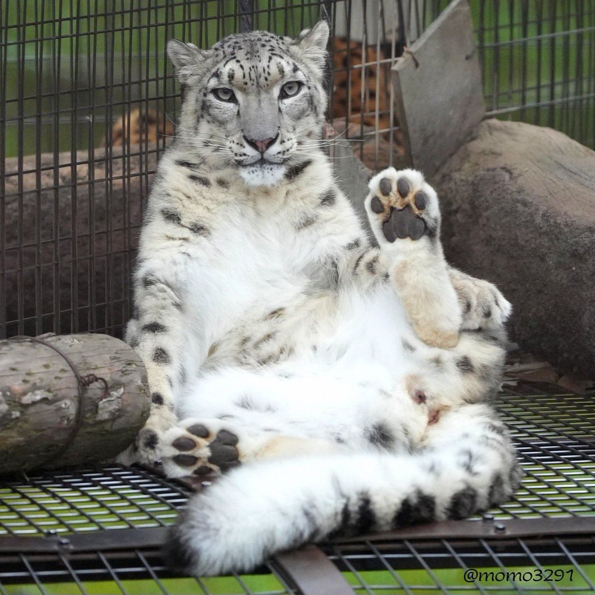 snow leopard reactions tweet media