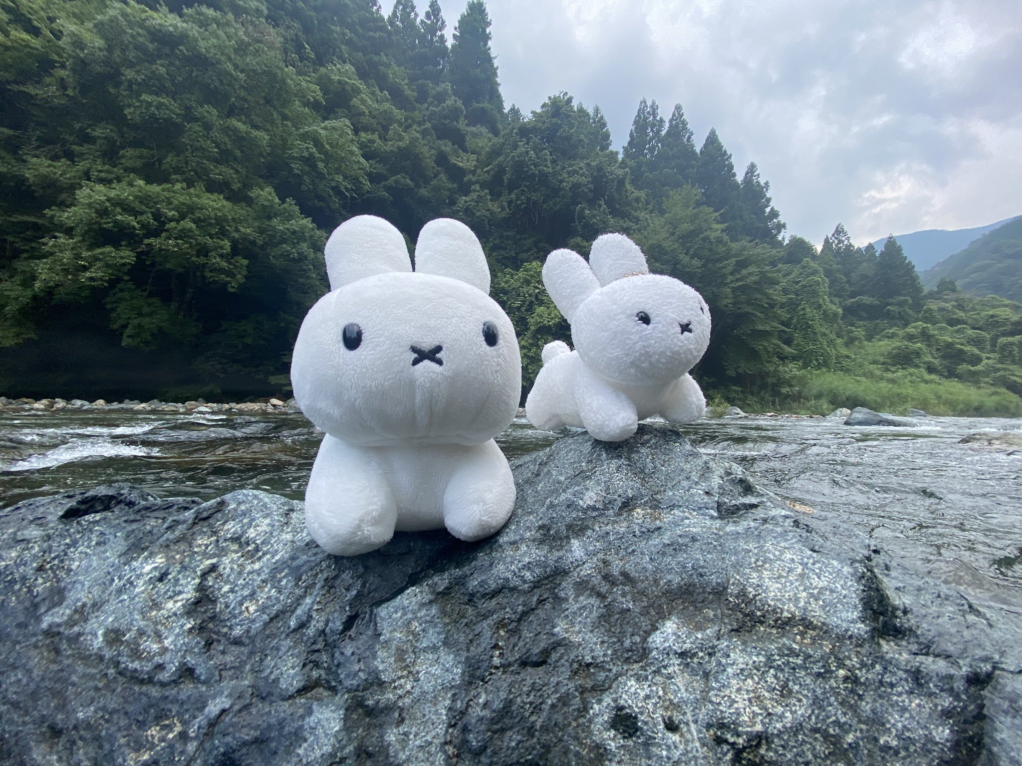 野生のうさぎ on X: 