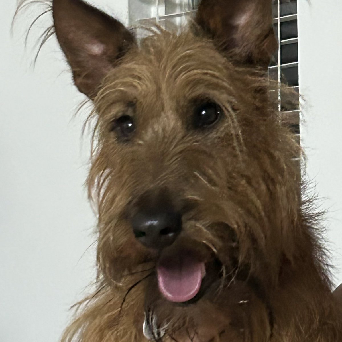 Help, I’m concerned my dog is the <a href="/PennStateFball/">Penn State Football</a> mascot!