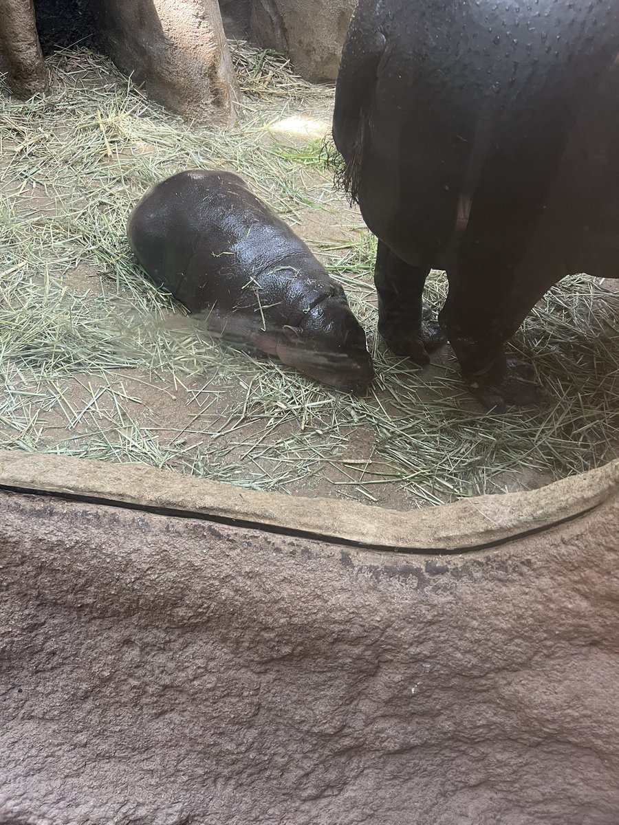 かば