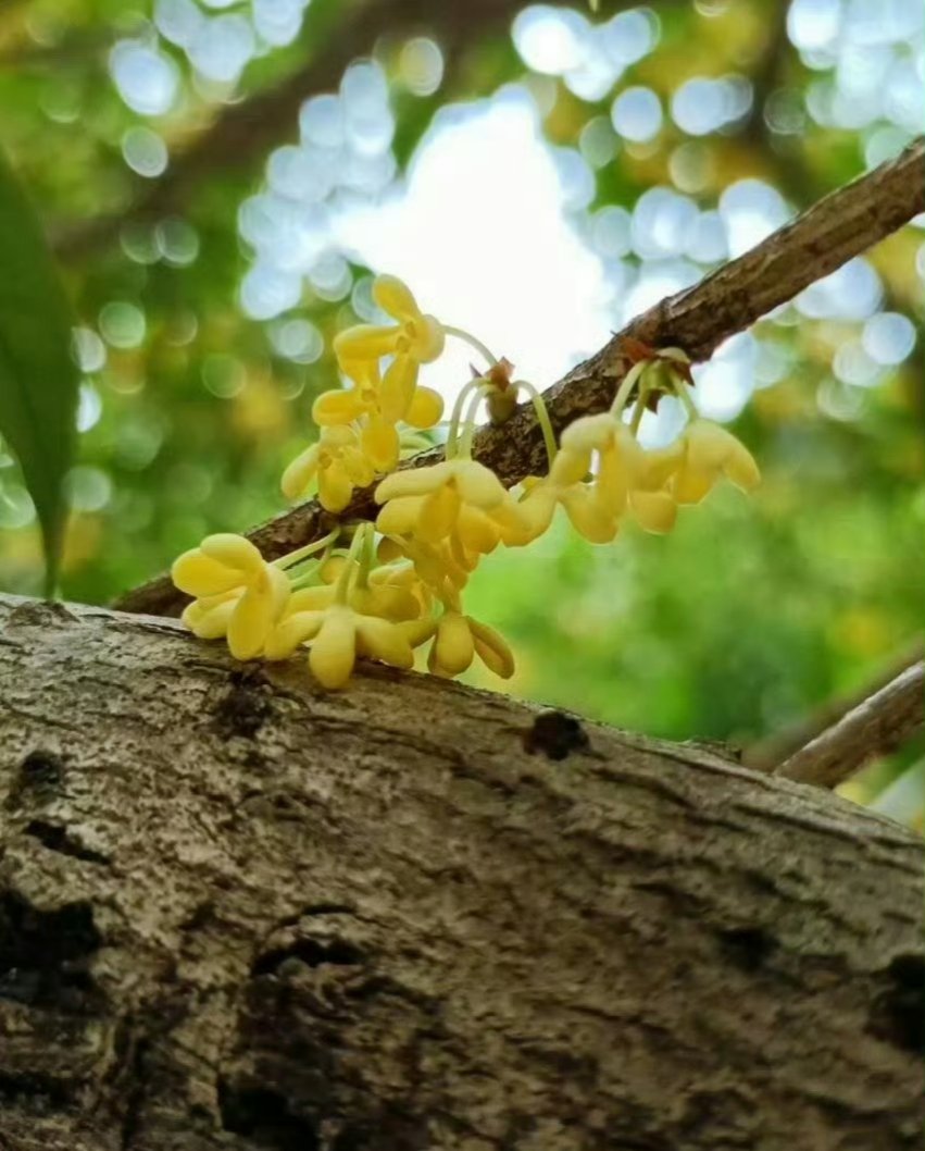 白露时节，玉桂飘香 ...
#互关
