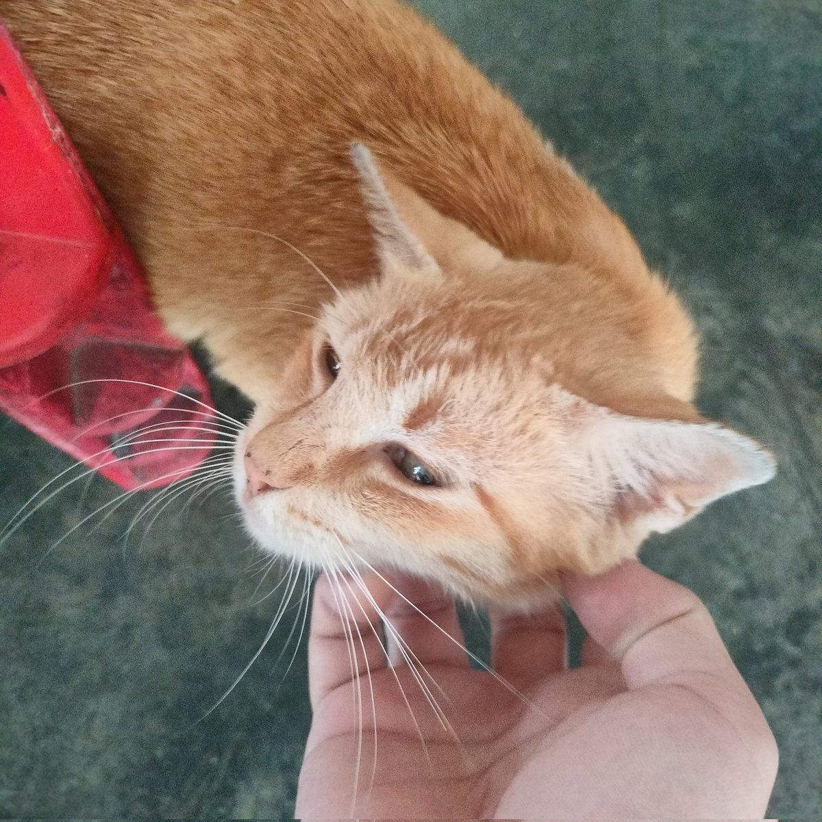 breakfast pspsps 😻