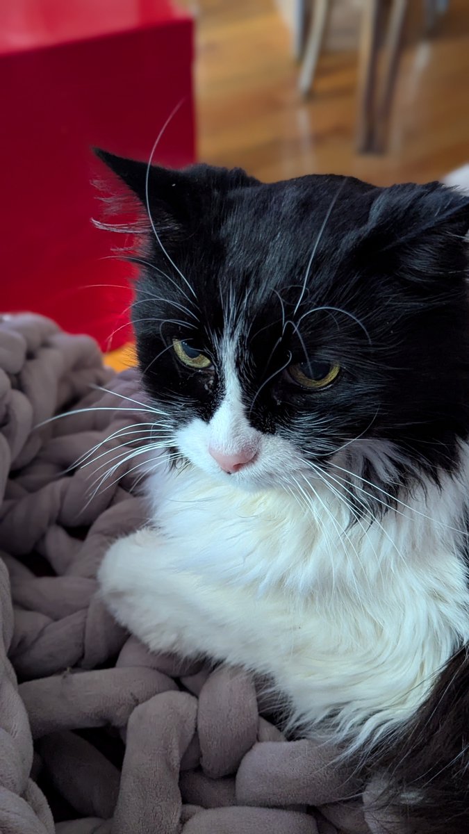 This is Zyzzy Balubah aka ZyzzyBK aka ZyzzyB aka Zyz aka Z aka Fluffy Butt &amp; this is his weighted blanket but his cat dad is allowed to use it.