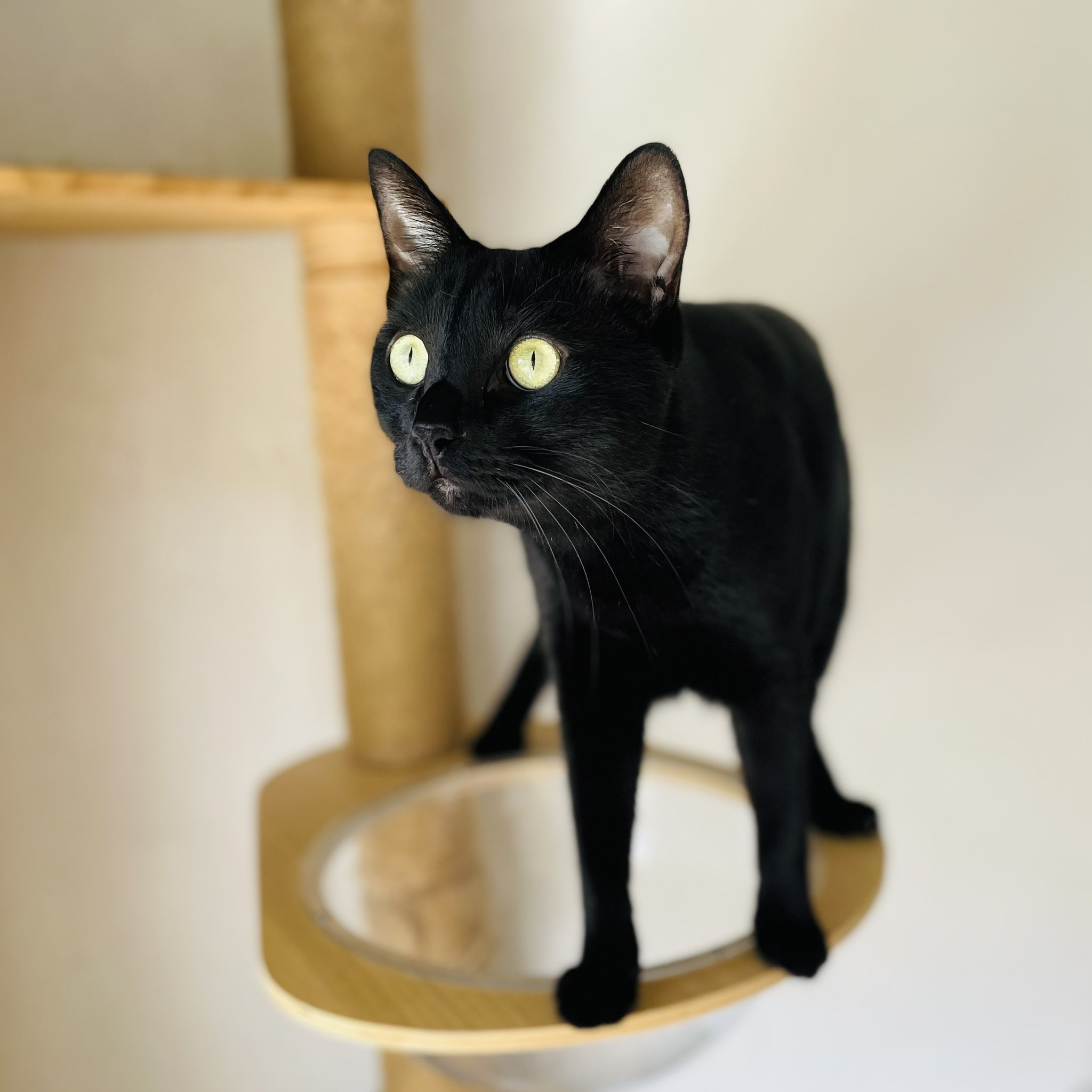 「黒猫みんと」のみ 黒猫みんと」のみ 6875ae3262b31adfbeba0712d1a109