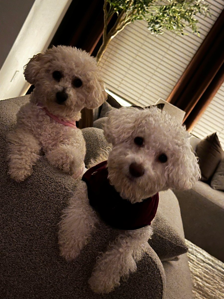 black_bar_bee's tweet image. my brats! they so boujee cuh they legit don’t be wanting to come out their room in the morningssss 😩🤦🏾‍♀️ they don’t come out till like 11am #worksforme