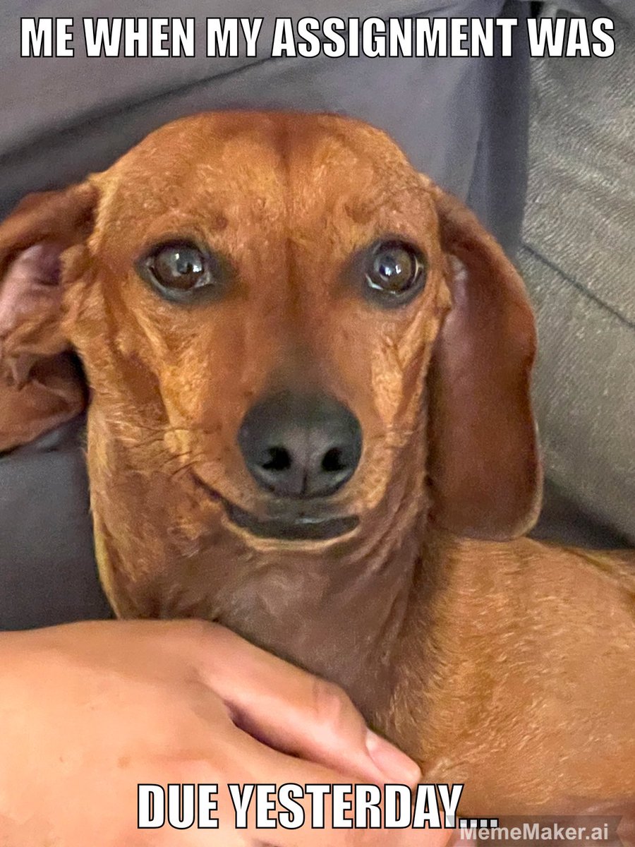 KaylaReyez's tweet photo. Funny looking Weiner dog 
#goofygus #doggos #weinerdoggos https://t.co/eb8u3bpCr3