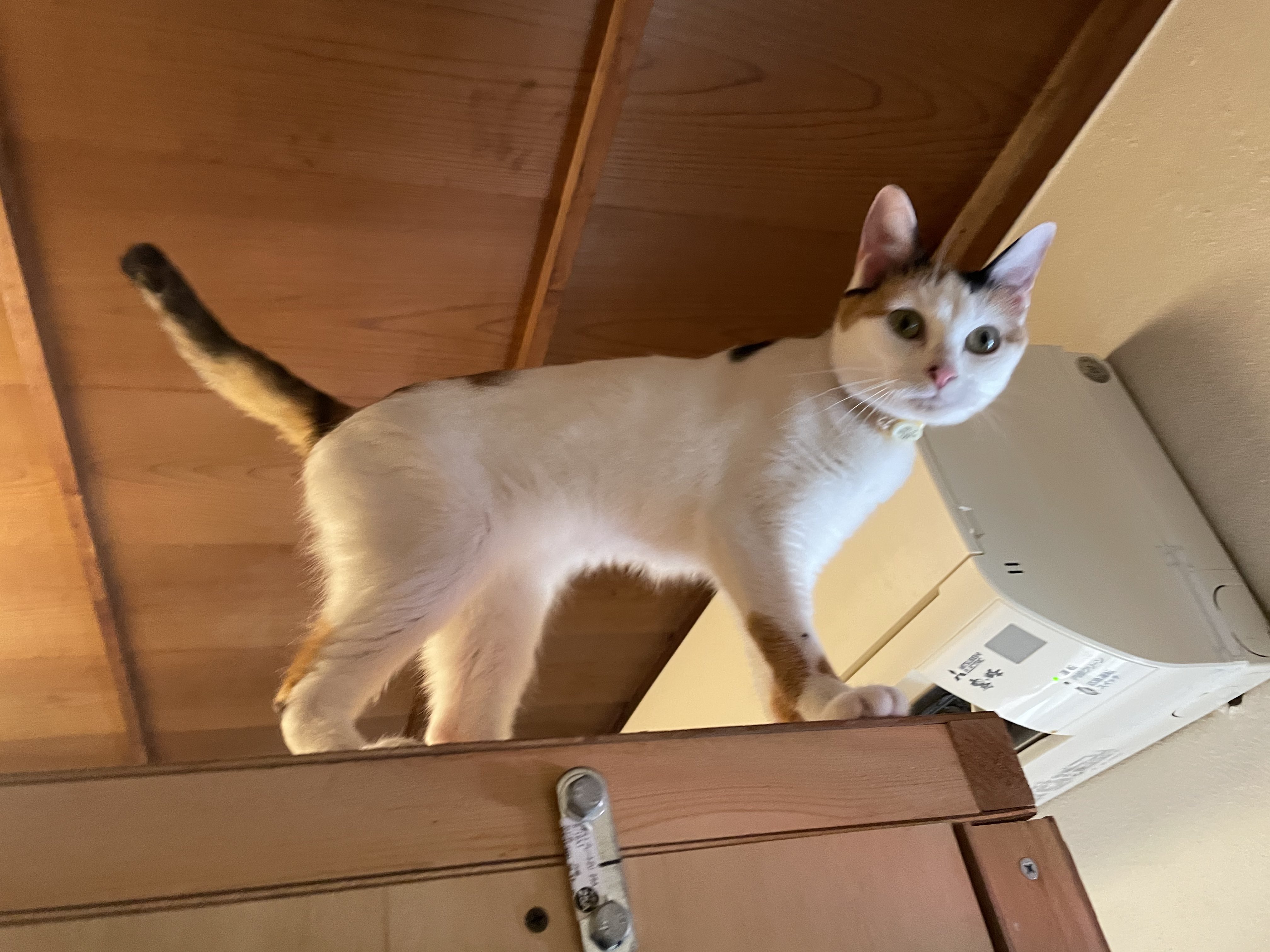 【猫チキ！】TACKLEと3K白猫!! 猫チキ！】TACKLEと3K白猫!! 猫チキ！】TACKLEと3K白猫!! -