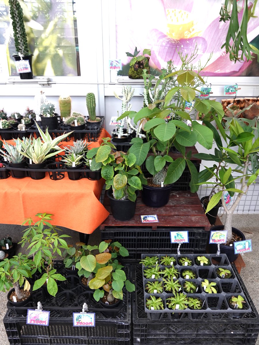 SakuyaismU's tweet image. #SakuyaGreenJam4 開催期間中の土日は「#咲くやのお花やさん」が期間限定で復活✨#咲くやこの花館 で展示しているアリ植物やサボテン等の植物を手に入れるチャンス！皆さま是非ご来館ください🤗

詳細⬇️
sakuyakonohana.jp/news/20136/