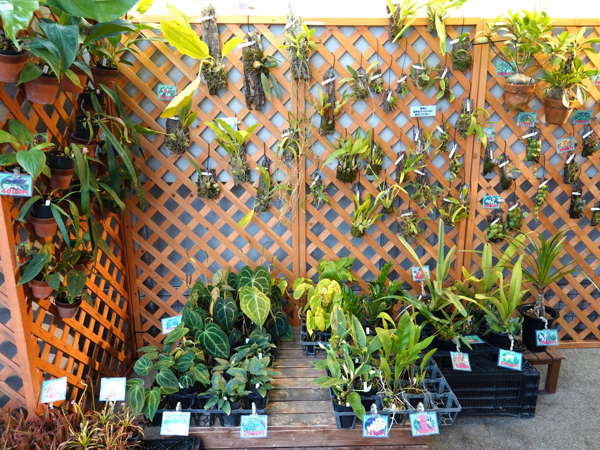 SakuyaismU's tweet image. #SakuyaGreenJam4 開催期間中の土日は「#咲くやのお花やさん」が期間限定で復活✨#咲くやこの花館 で展示しているアリ植物やサボテン等の植物を手に入れるチャンス！皆さま是非ご来館ください🤗

詳細⬇️
sakuyakonohana.jp/news/20136/