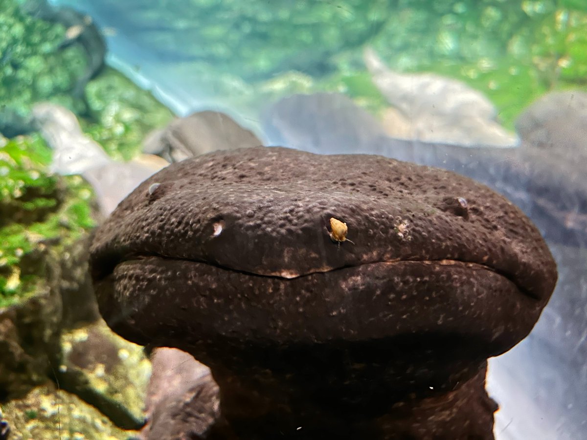 Kyoto_Aquarium's tweet photo. 鼻にスポッと
巻貝がフィット！！！！
∈( ・＿＿🐚 🐚＿＿・)∋

#オオサンショウウオの日まであと1日
#9月9日はオオサンショウウオの日 https://t.co/ksSjgPEKDh