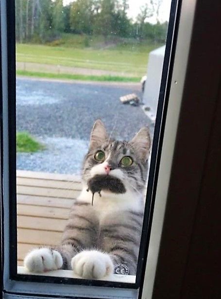 🐱 : Mom! I have a gift for you! Open the door!
