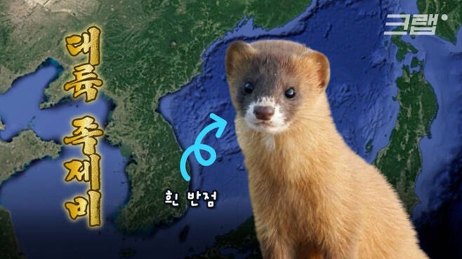 enamelpaint's tweet photo. 일제강점기 수많은 조선인들이 강제로 일본 끌려갔을 때, 조선 족제비들이 함께 끌려감.
일본은 규슈에서 '조선 족제비 사육 농장'을 운영하기도.
(아래의 타래 참고) https://t.co/D93FWcCXWt