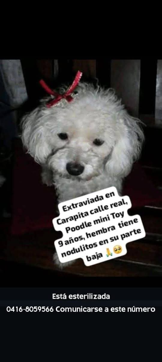 Se busca en Carapita, calle Real. Caracas