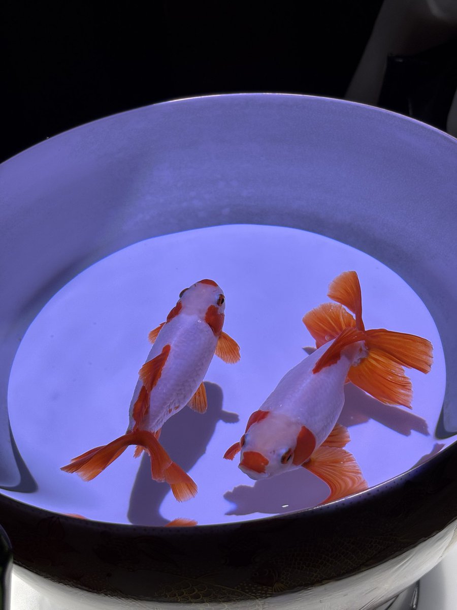 Ryouchan1610's tweet image. こういう所行くと綺麗っていう気持ちと、
金魚めっちゃ飼いたくなる😂
＃アートアクアリウム